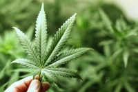 Marijuana plant